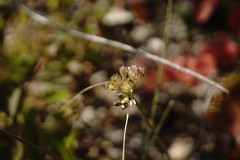 Allium rupestre