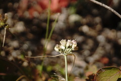 Allium rupestre