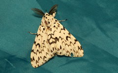 Lymantria fuliginosa