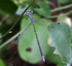 Lestes forficula