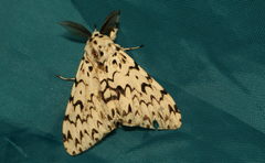 Lymantria fuliginosa