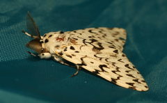 Lymantria fuliginosa