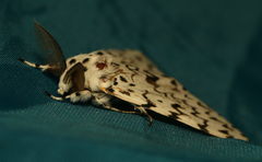 Lymantria fuliginosa