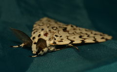 Lymantria fuliginosa