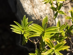 Veronica townsonii