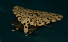 Lymantria fuliginosa