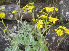 Senecio verbascifolius