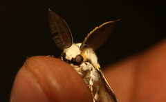Lymantria fuliginosa