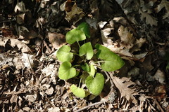 Viola alba dehnhardtii