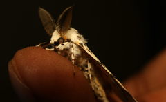 Lymantria fuliginosa
