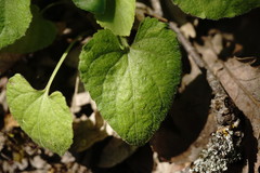 Viola alba dehnhardtii