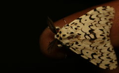 Lymantria fuliginosa