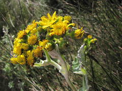 Senecio verbascifolius