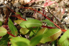 Euphorbia tauricola