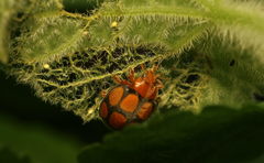 Epilachna delessertii