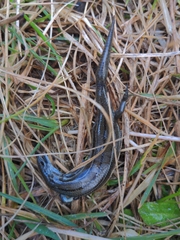 Pseudemoia pagenstecheri