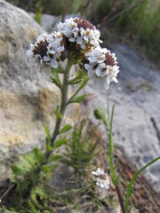 Pseudoselago peninsulae
