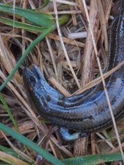 Pseudemoia pagenstecheri