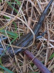Pseudemoia pagenstecheri