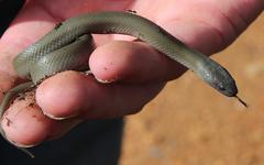 Lycodonomorphus inornatus