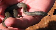 Lycodonomorphus inornatus