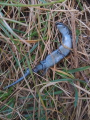 Pseudemoia pagenstecheri