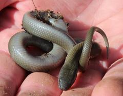 Lycodonomorphus inornatus