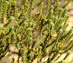 Macrostylis squarrosa