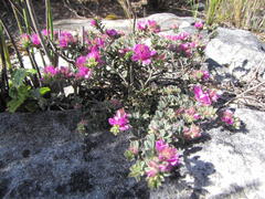 Indigofera glomerata