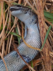 Pseudemoia pagenstecheri