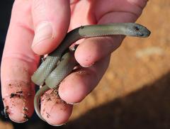 Lycodonomorphus inornatus