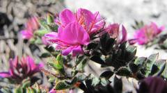 Indigofera glomerata