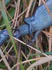Pseudemoia pagenstecheri