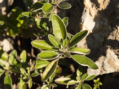 Brachyglottis laxifolia