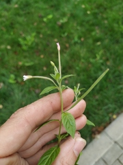 Epilobium roseum
