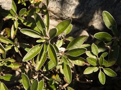 Brachyglottis laxifolia