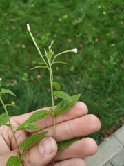 Epilobium roseum