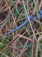 Pseudemoia pagenstecheri