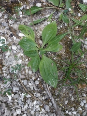 Plantago urvillei