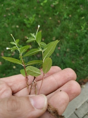 Epilobium roseum