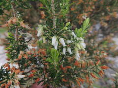 Erica caffra caffra