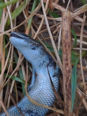 Pseudemoia pagenstecheri