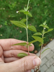 Epilobium roseum