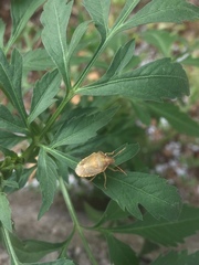 Peribalus strictus strictus