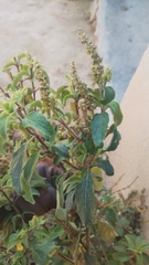 Basilicum polystachyon