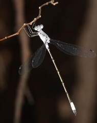 Lestes sigma