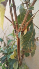 Basilicum polystachyon