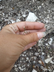 Asperula supina