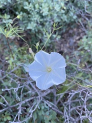 Ipomoea tenuiloba