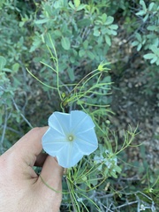 Ipomoea tenuiloba